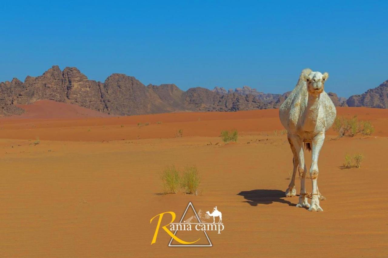 Wadi Rum,Rania Camp 외부 사진